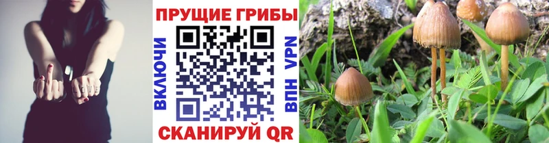 Псилоцибиновые грибы прущие грибы  Купить закладки  Киров 